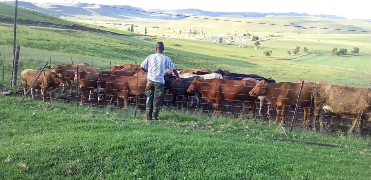Rural KwaZulu-Natal village landscape where the practice is rooted